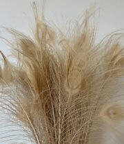 Dried Peacock Feathers-bleached