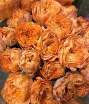 Rose Garden Spray, Orange Trendsetter-CA