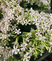 Silene, Japanese-pink