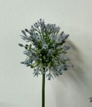 Allium, Sky Perfume-blue