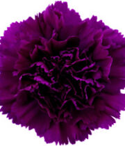 Carnations, Moontea-dark Purple