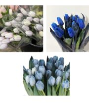 Tulips, Double-tinted blue