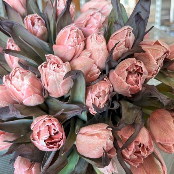 Tinted Brown Double Tulips - Florabundance Wholesale Flowers