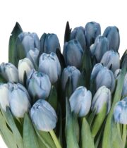 Tulips, Double-tinted Blue