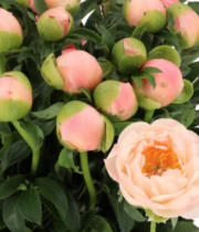 Peony, Kings Day-peach