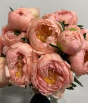 Peony, Kings Day-peach