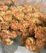 Carnations, Specialty-Honey Vintage-beige/taupe