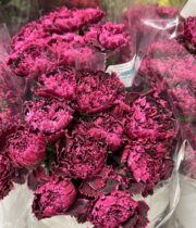 Carnations, Black Heart-purple