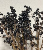 Ligustrum Berries, Black Pearl