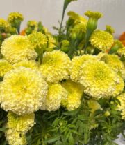 Marigolds, African-white