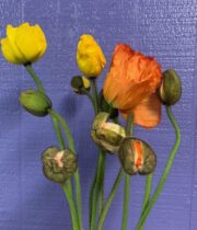 Poppies, Italian Giant-mixed Colors Bunch
