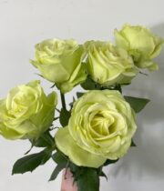 Rose, Green Romance-SA