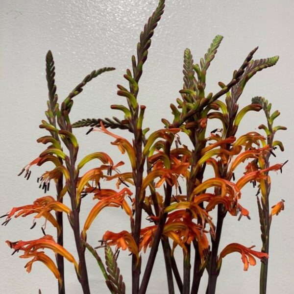 Watsonia Florabundance Wholesale Flowers