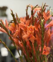 Watsonia-coral/orange