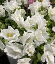 Campanula, double-white