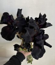 Iris, Bearded-black