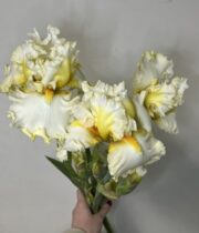 Iris, Bearded-white