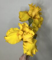 Iris, Bearded-yellow
