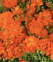 Cosmos-orange