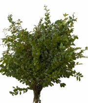 Huckleberry-green (case)