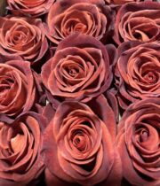 Rose, Cafe del Mar-SA