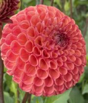Dahlia Tuber-Cornel Bronze