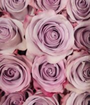 Rose, Star Platinum-SA