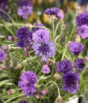 Cornflower-lavender
