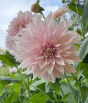 Dahlia Tuber, Cafe Au Lait