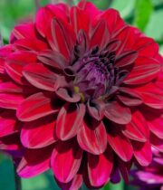 Dahlia Tuber, Karma Naomi