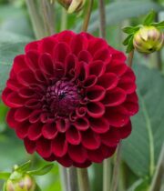 Dahlia Tuber, Maroon Fox