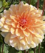Dahlia Tuber, Orange Perception