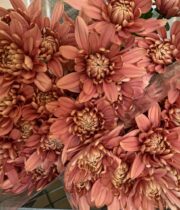 Mums, Spray-Cushion-salmon