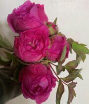 Peony, Tree Variety-hot pink