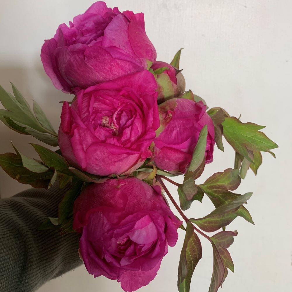 Peony Tree Variety Hot Pink 2