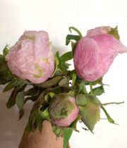 Peony, Tree Variety-blush