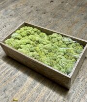 Preserved Moss-light green