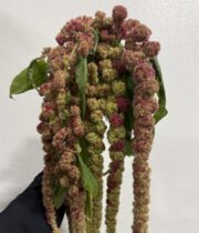 Amaranthus, Hanging-bicolor