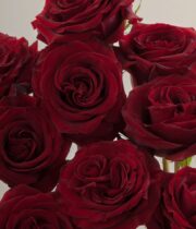 Rose, Black Pearl-SA