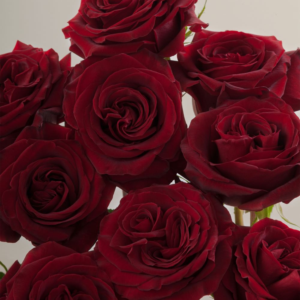 Black Pearl Roses Florabundance Wholesale Flowers