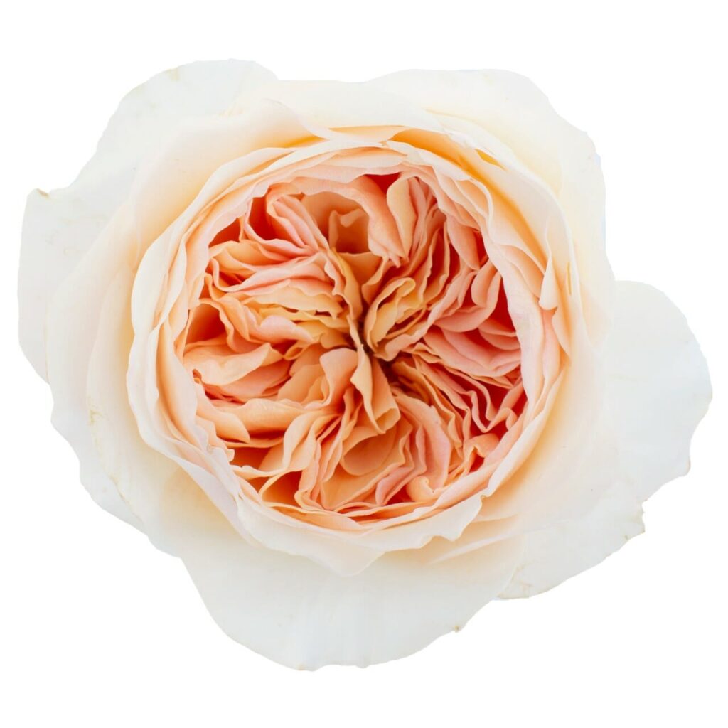 close-up juliet david austin wedding rose from gardenrosesdirect.com
