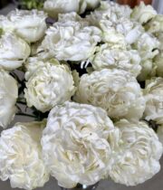 Rose Garden Spray, Dreamer-SA