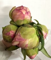 Peony, Tree Variety-orange