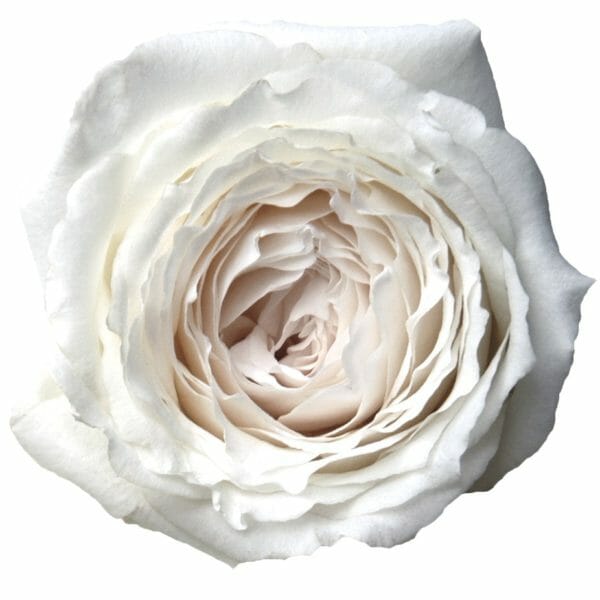 close-up Princess Miyuki rose from gardenrosesdirect.com