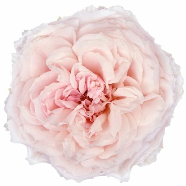 close up of Wabara – Tsumugi rose from gardenrosesdirect.com