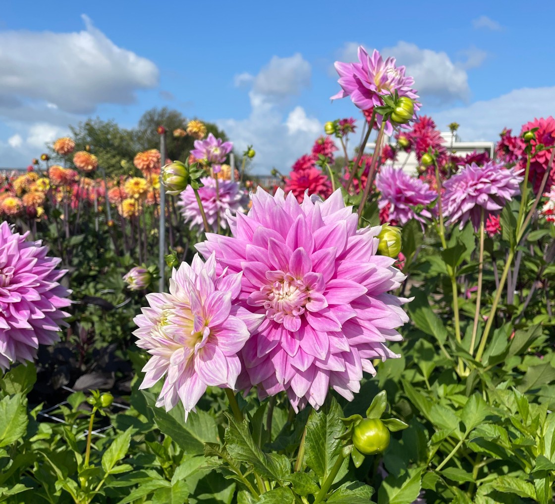 Grow your fresh-cut Dahlias from our wholesale Dahlia Tubers
