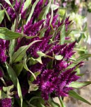 Celosia, Plumosa-purple