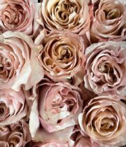 Rose, Fascination-SA