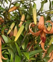 Lily Martagon, Orange Marmela