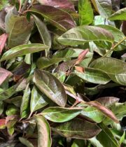 Viburnum, Brandy Wine